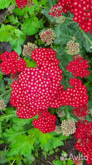 Тысячелистники в сортах