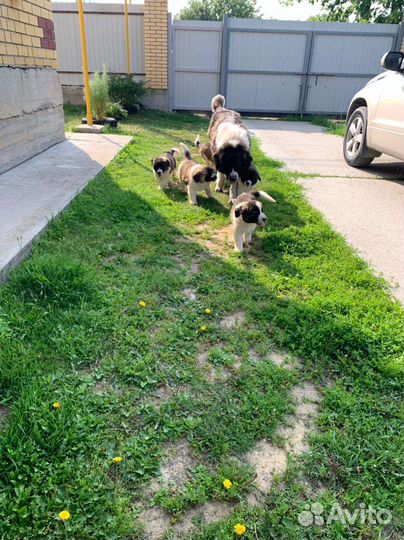 Продам московскосторожевые щенята