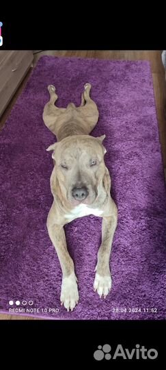 Питбуль вязка