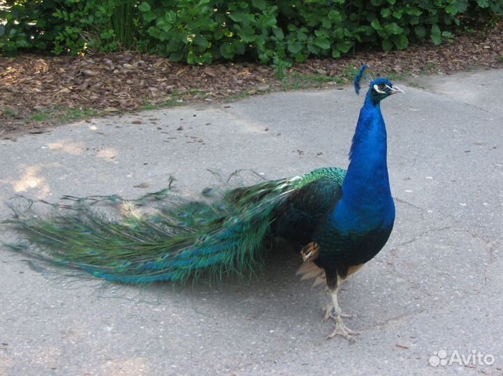 Черноплечий павлин