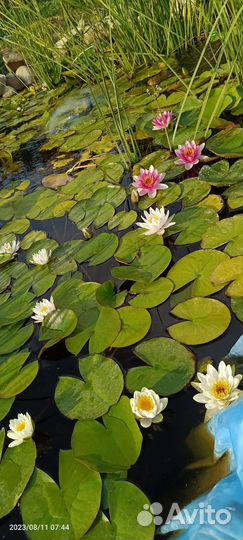 Прудовые растения