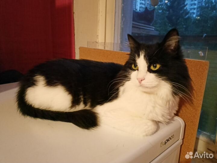 Кошка в дар