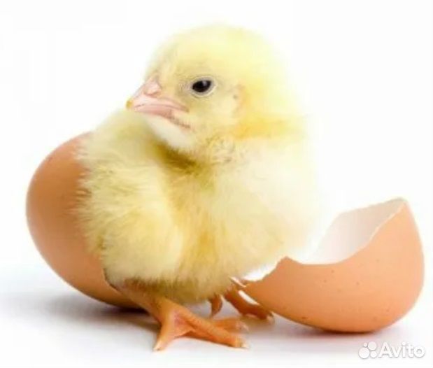 Утята,бройлеры