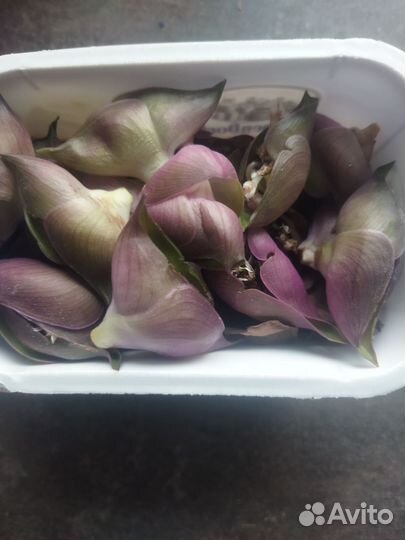 Семена традесканция рео