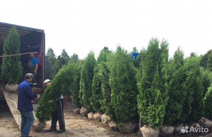 Туи Колумна оптом