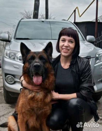 Щенки немецкой овчарки