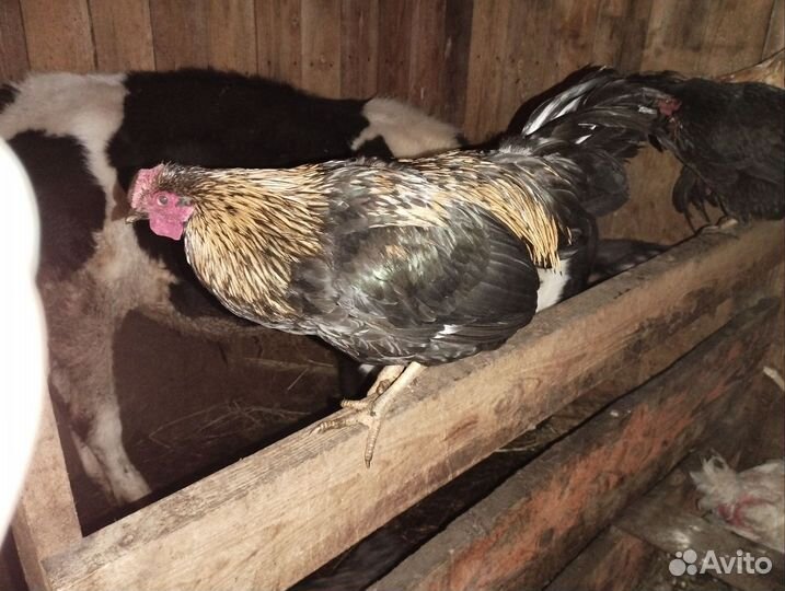 Молодые петухи