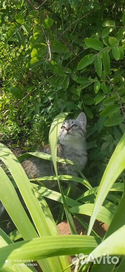 Домашние животные кошки