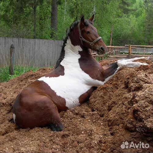 Перегной навоз конский до 5тонн с доставкой