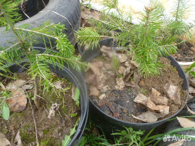 Саженцы пихты сибирской