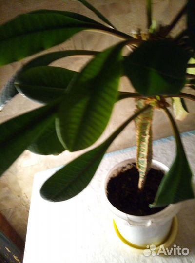 Пальма комнатная (молочай)
