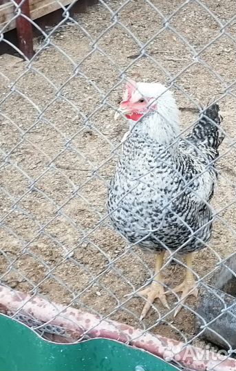 Куры молодки