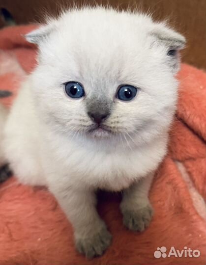 Шотландские котята