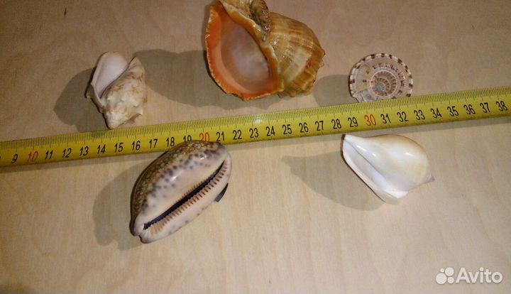 Морские ракушки