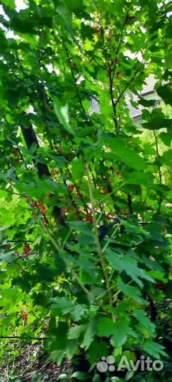 Красная смородина кустарники