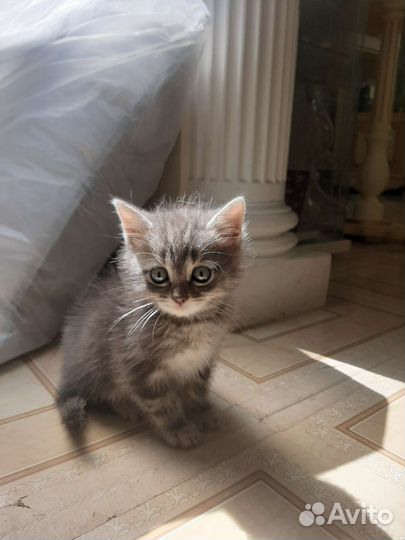 Дымчатый котёнок в дар