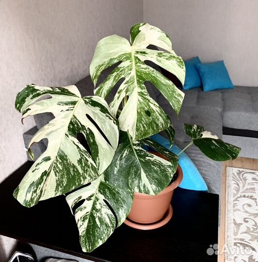 Монстера вариегатная Альба