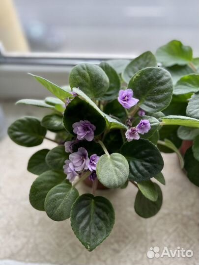 Фиалка фиолетовая