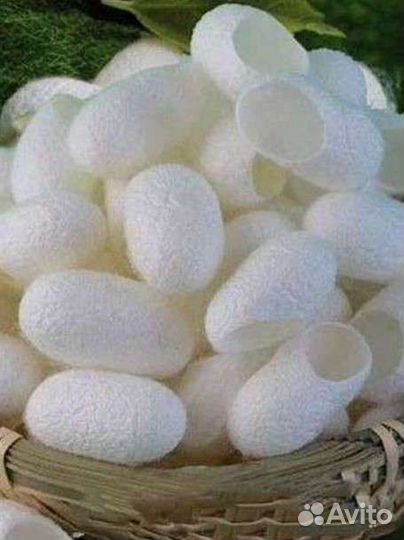 Коконы шелкопряда