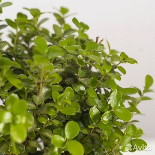 Бонсай в стеклянном флорариуме, высота: 45 см