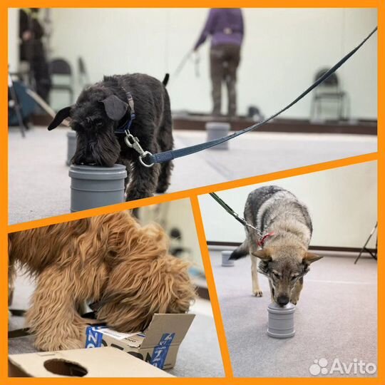 Дрессировка собак кинолог