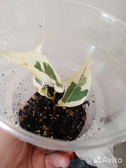 Фикус Де Гантель