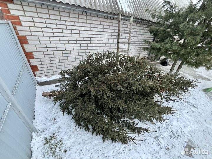 Ель натуральная 5м