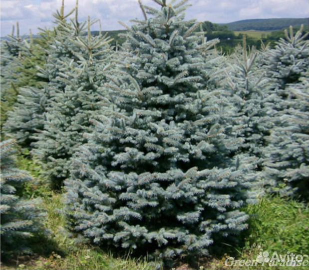 Ель голубая