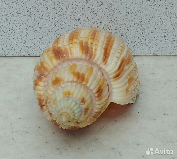 Лурия Куродай 9 морская ракушка раковина