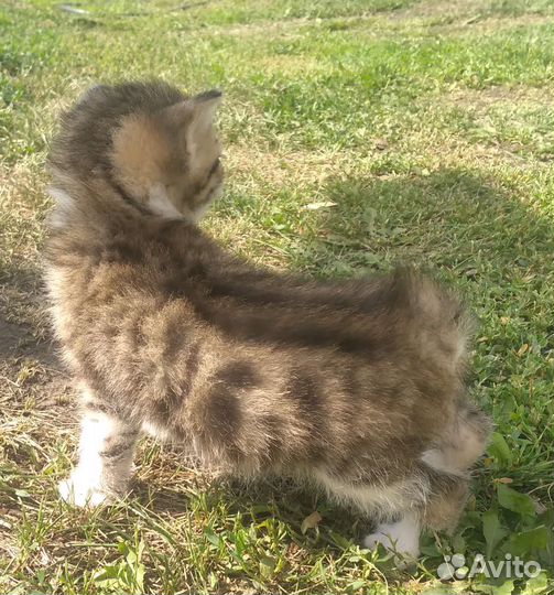 Кошечка в добрые руки