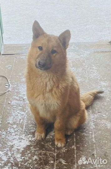 Красавица Юся ищет дом