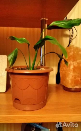 Спатифиллум