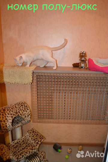 Домашний отель для вашей кошки на время отпуска