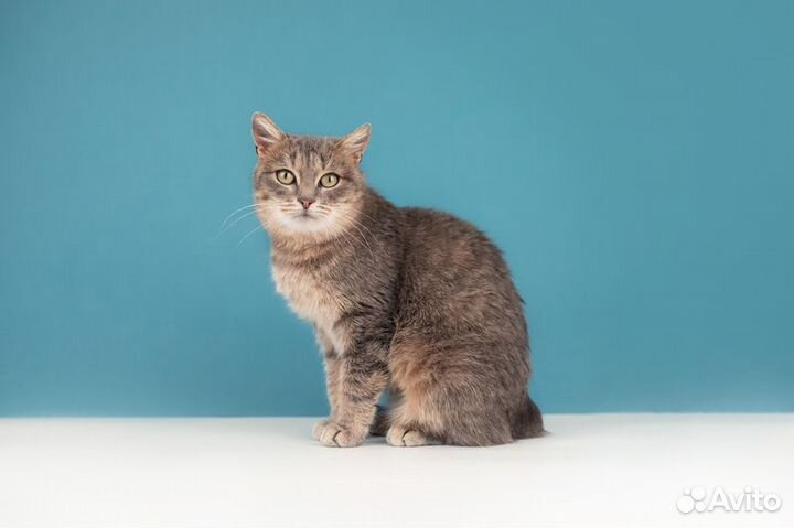 Метис британской породы Вера в добрые руки