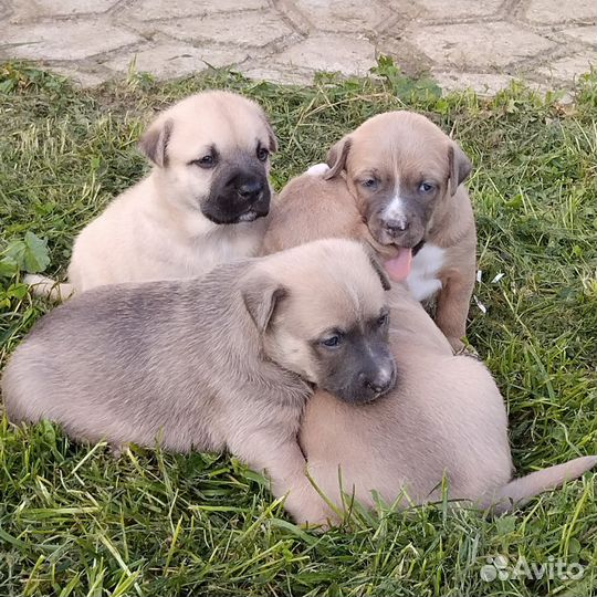 Щенки питбуля