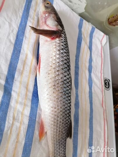 Морской пеленгас