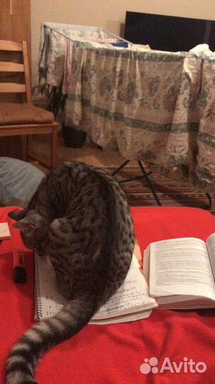 Утюг philips, с паром и распылителем