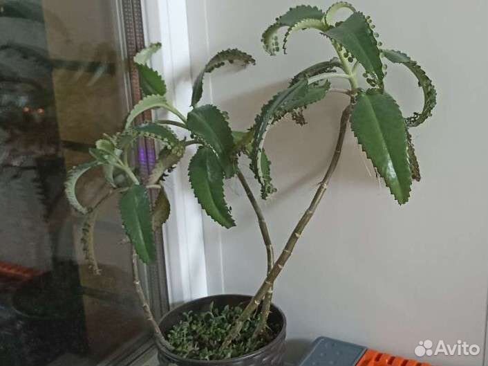 Каланхоэ лечебное