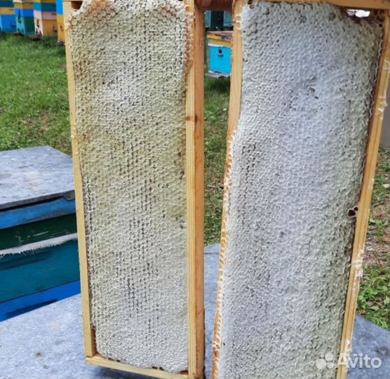 Мед Башкирский