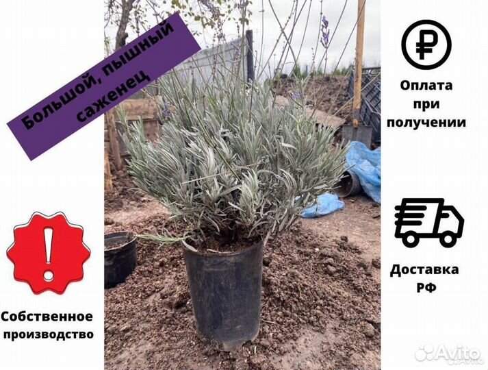 Лаванда саженцы