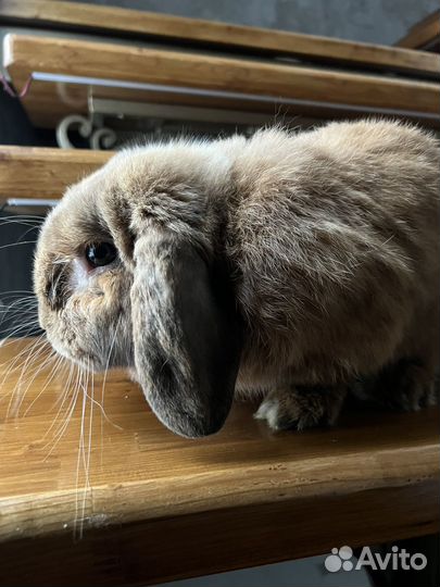 Декоративные кролики мини