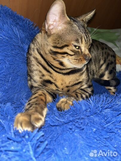 Бенгальская