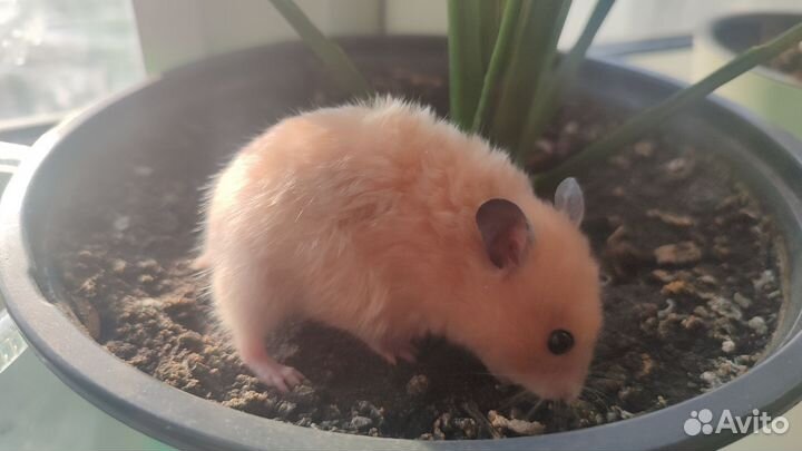 Сирийский хомяк малыш