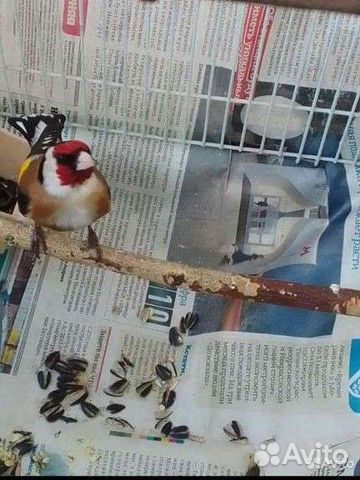 Птица щегол седоголовый шеглы