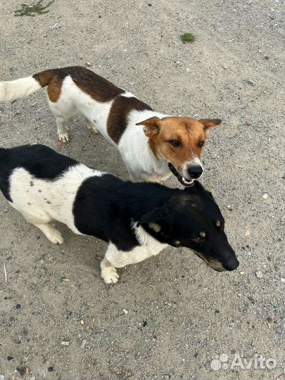 Молодой кобель в квартиру