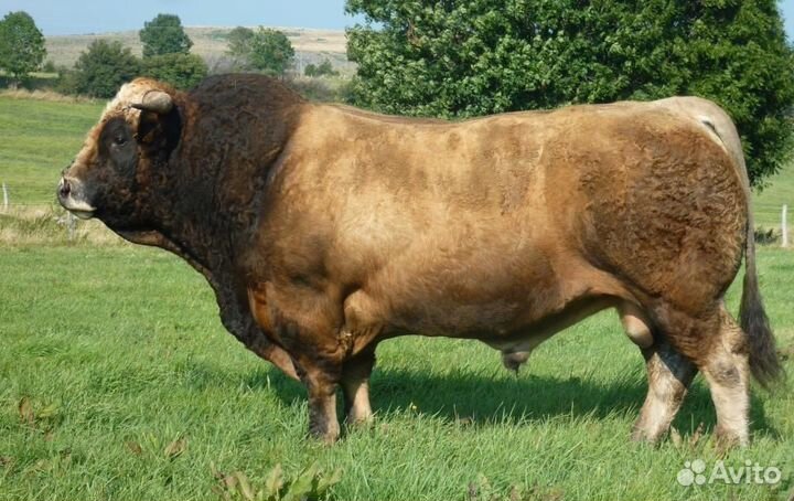 Быки Обрак племенные