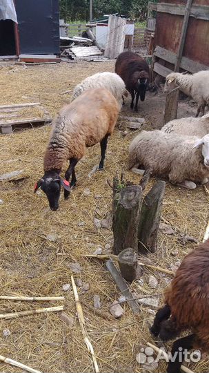 Овцы бараны ягнята