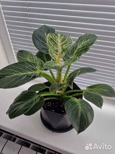 Филодендрон