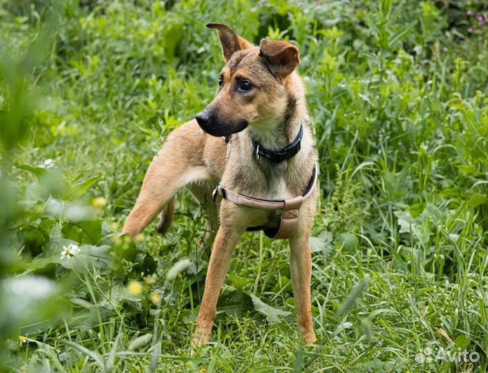 Подарите надежду слепой щенуле из приюта