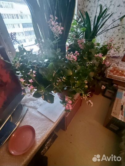 Каланхое растение